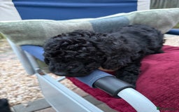 Cockapoo dogs for sale: F1 Cockapoo's - Image 35