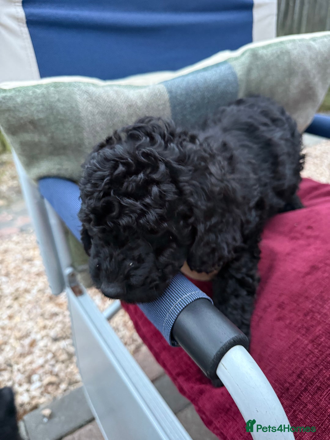 Cockapoo dogs for sale: F1 Cockapoo's - Image 35