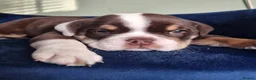 Old Tyme Bulldog dogs for sale: Old tyme bulldog puppies  in Corby - Advert 3