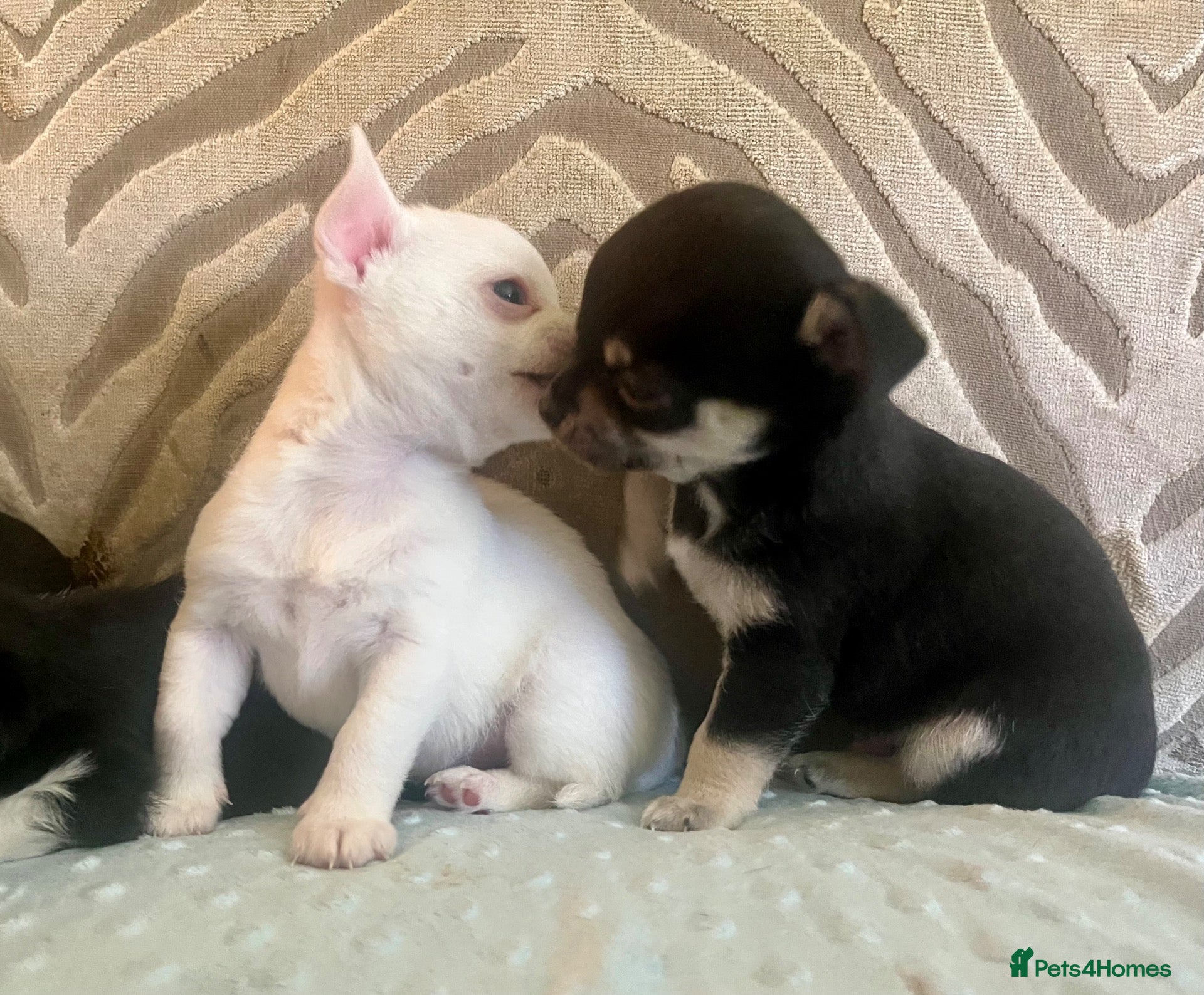 Chihuahua dogs Three beautiful black & white chihuahuas  - Advert 1