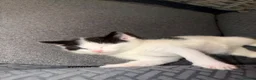 Mixed Breed cats for sale: 2 beautiful kittens  - Advert 8