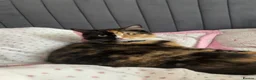 Mixed Breed cats for sale: Cat for re home  in London - Advert 4