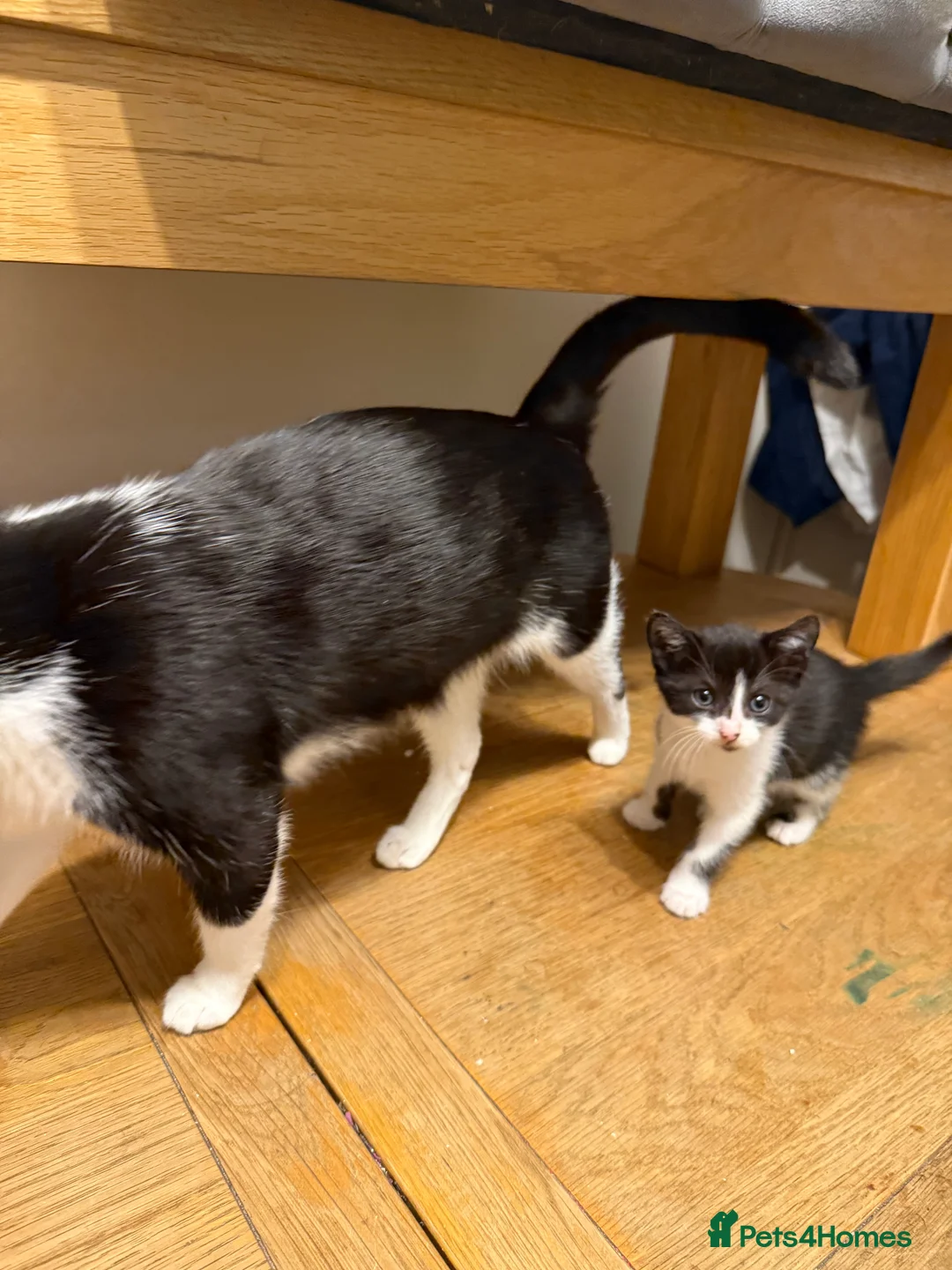 Mixed Breed cats for sale: Beautiful kittens ready for forever home - Advert 11