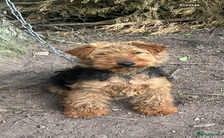 Welsh Terrier dogs - Advert 1