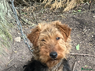 Welsh Terrier dogs 🐶BEAUTIFUL WELSH TERRIER - Advert 2