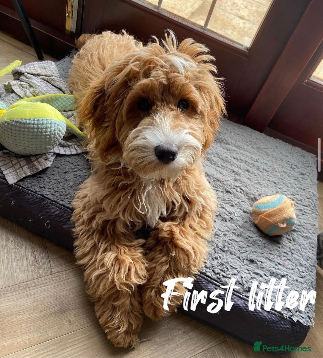 Cavapoo dogs for sale: Stunning f2 cavapoo pups girls and boys  - Advert 14