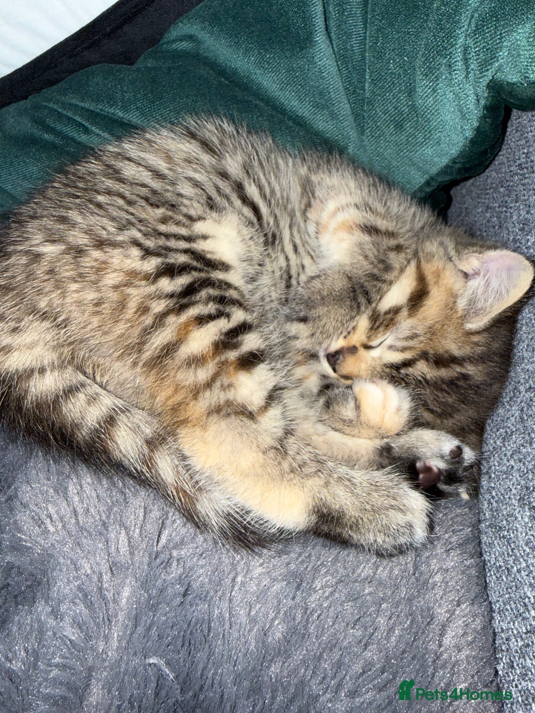 Mixed Breed cats for sale: Beautiful kittens 🐈‍⬛ - Advert 14