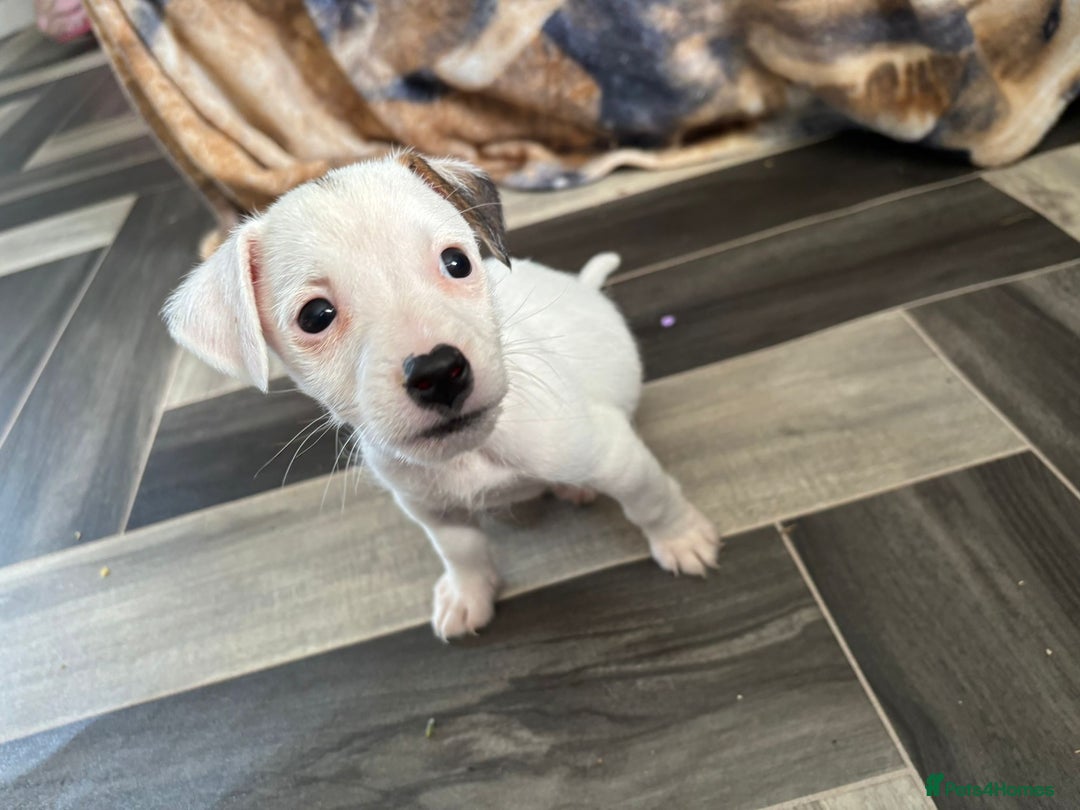 Jack Russell dogs for sale: Jack Russell boy  - Image 5