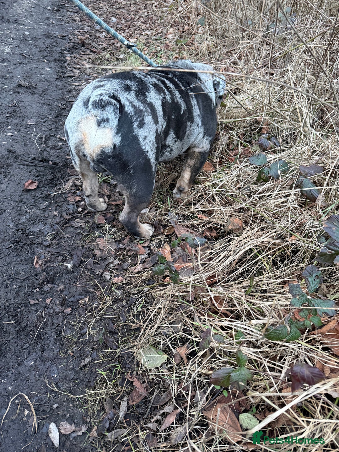 English Bulldog dogs for sale: 10 month old male merle english bulldog for sale  - Advert 3