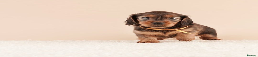 Miniature Dachshund Puppy 1