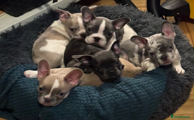 French Bulldog dogs - Advert 4