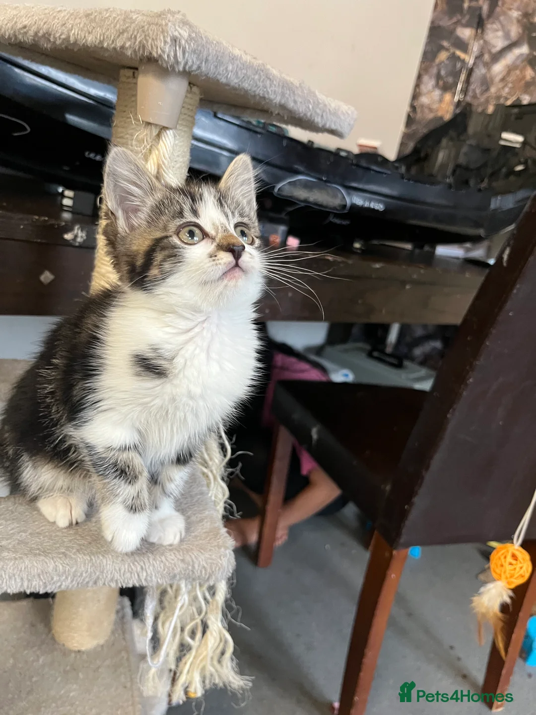 Mixed Breed cats for sale: 🐾 Stunning Mixed Breed Female Kitten Available 🐾 - Advert 5