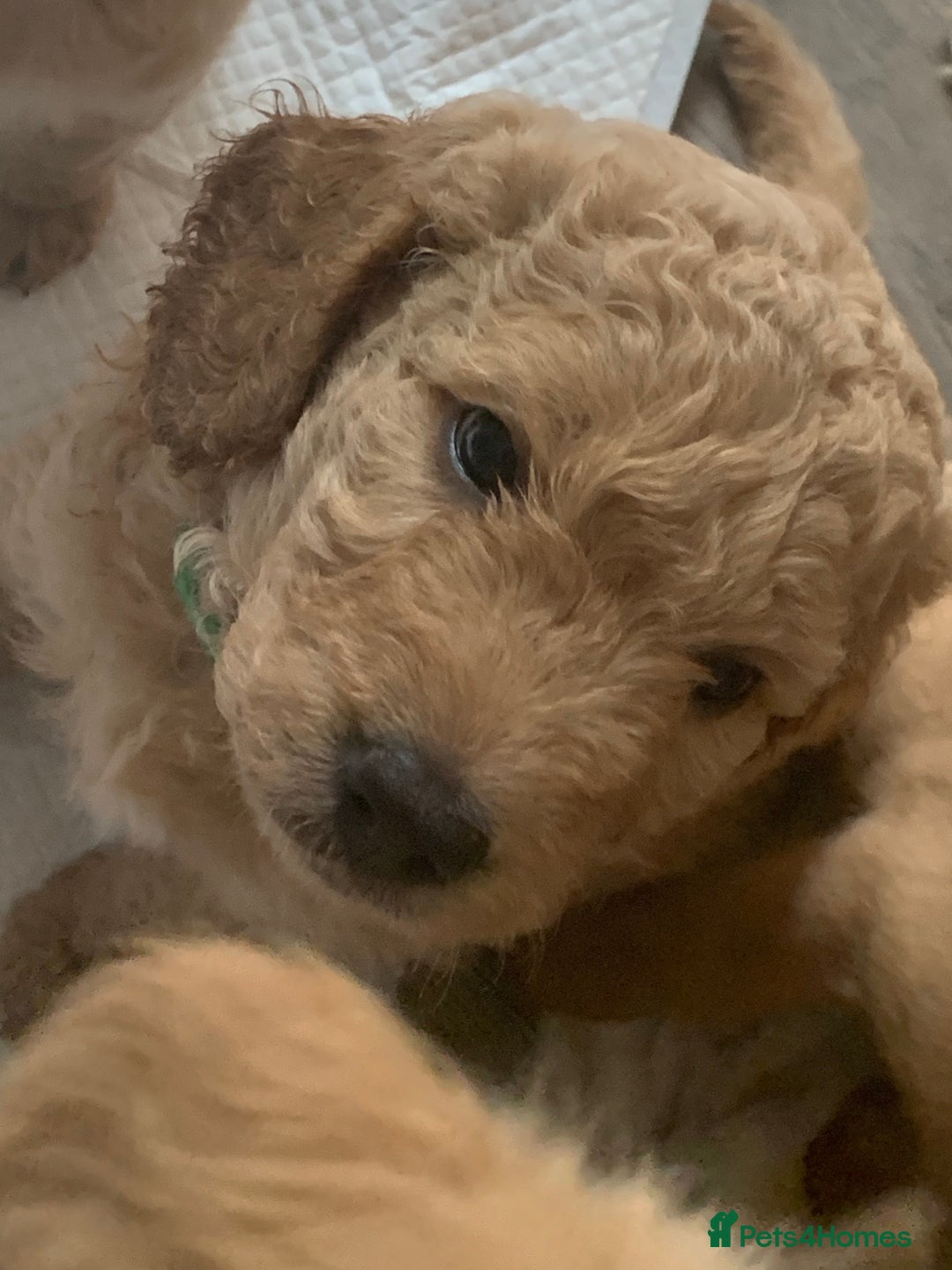 Double Doodle dogs for sale: Double doodles - Image 16