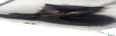 Mixed Breed Kitten 1