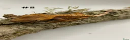 Gecko reptiles for sale: Adult + Juvenile Crested Geckos inc. Lilly Whites - Advert 15