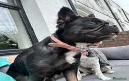 French Bulldog dogs for sale: Pedigree fluffy frenchie  - Image 2