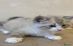 Siberian cats for sale: GCCF Registered Siberian Kitten For Sale  - Image 11