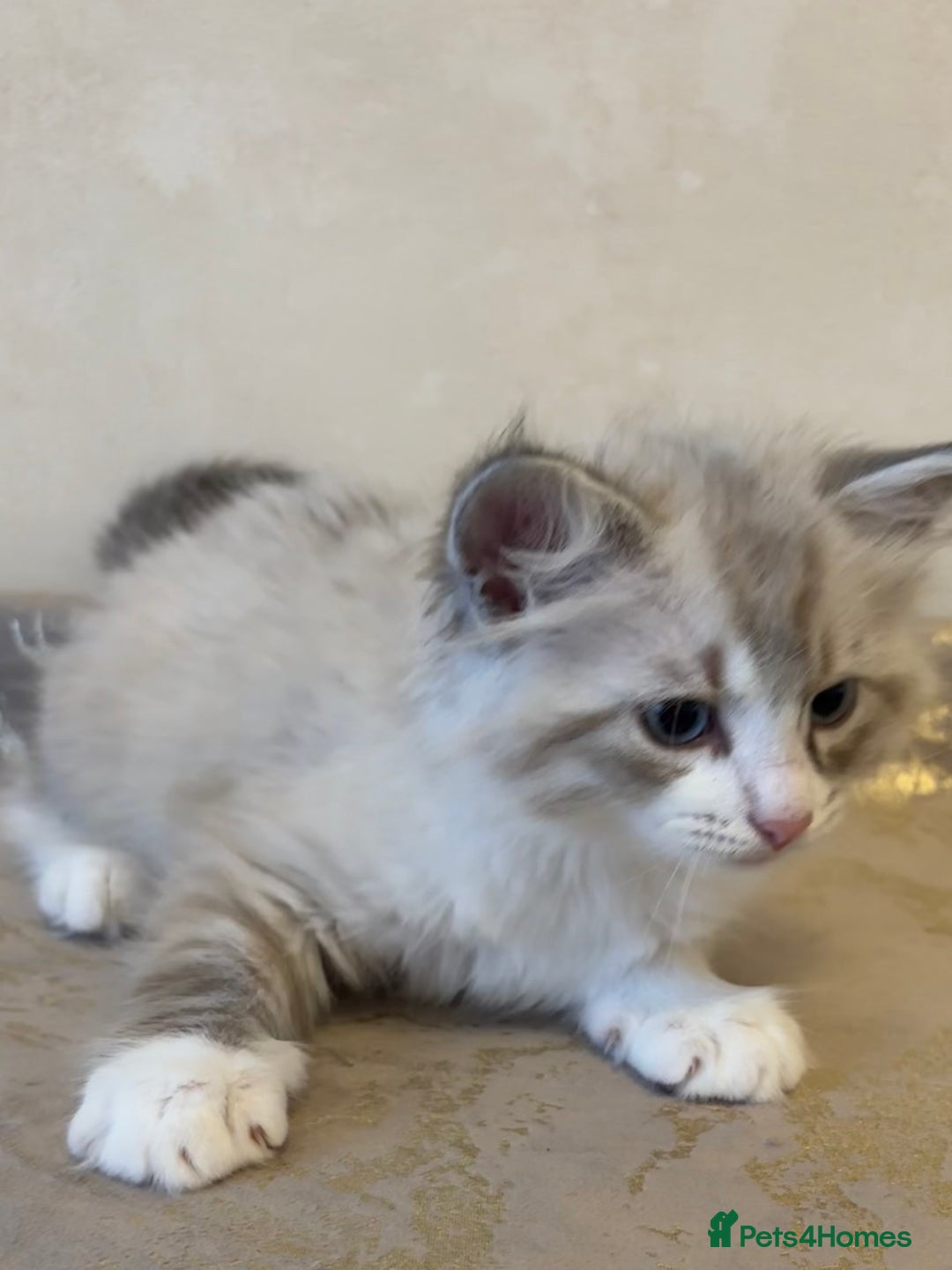 Siberian cats for sale: GCCF Registered Siberian Kitten For Sale  - Image 11