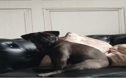 Pug dogs for sale: PEDIGREE PUG PUPPIES  - Advert 14