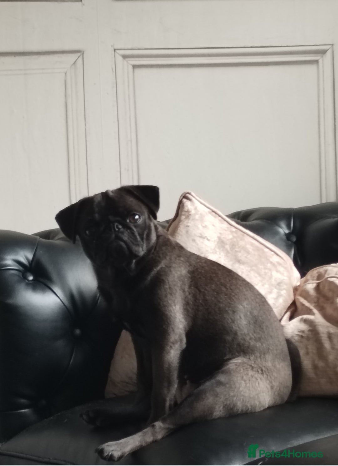 Pug dogs for sale: PEDIGREE PUG PUPPIES  - Advert 14