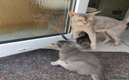 Mixed Breed cats for sale: Abyssinian x Snow Bengal  - Image 16