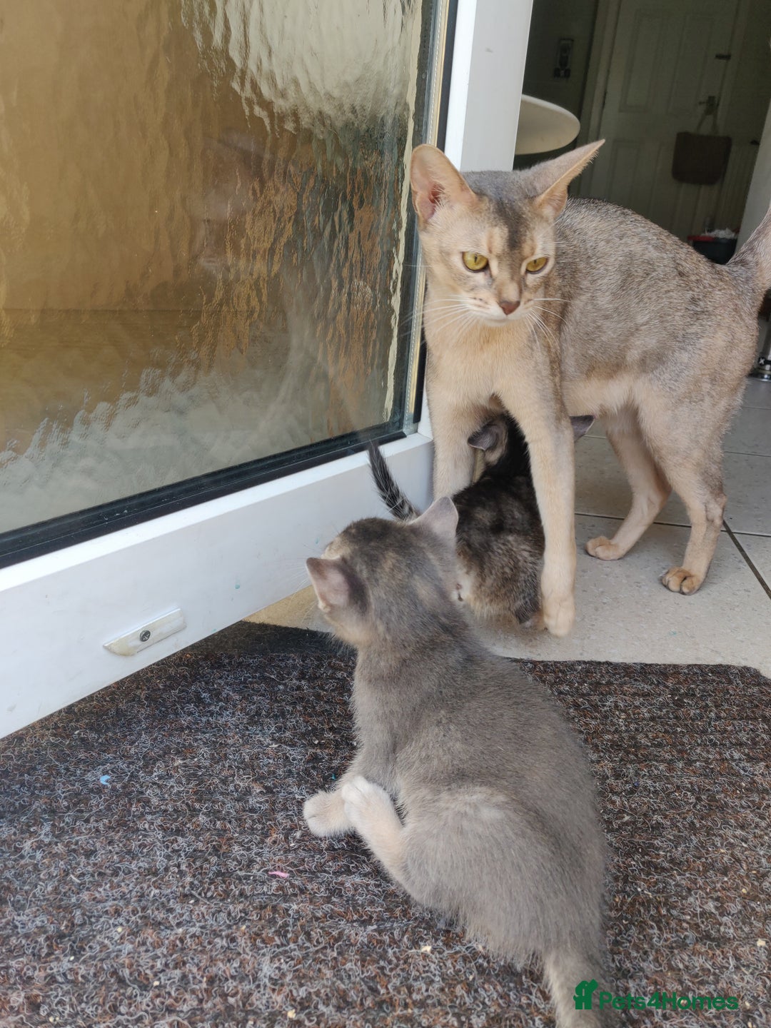 Mixed Breed cats for sale: Abyssinian x Snow Bengal  - Image 16