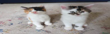 Mixed Breed 8