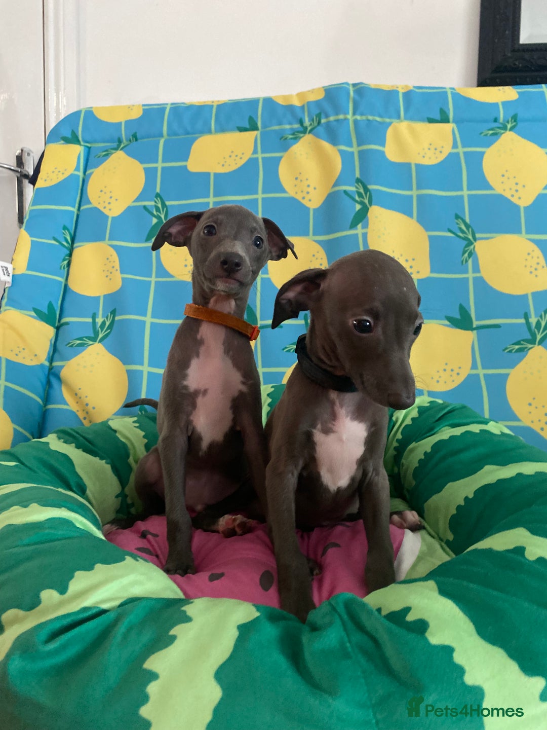 Italian Greyhound dogs for sale: Ready now 6 stunning blue boys kc reg - Image 22