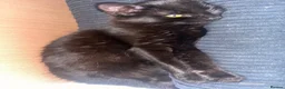 British Longhair cats for sale: British longhair  - Advert 2