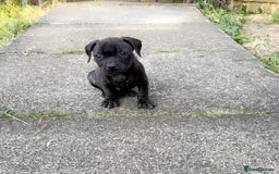 Staffordshire Bull Terrier dogs for sale: Staffordshire Bullterrier pups! - Image 1