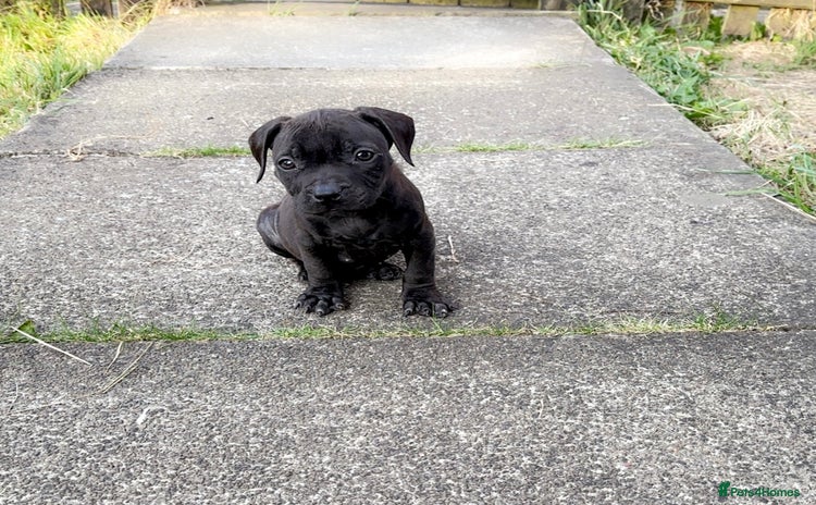 Staffordshire Bull Terrier dogs - Advert 3