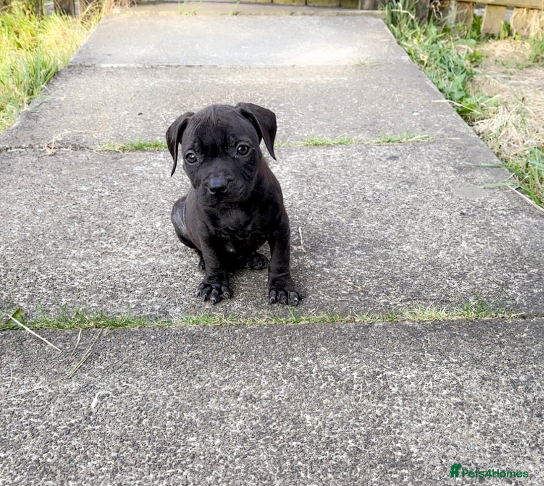 Staffordshire Bull Terrier dogs for sale: Staffordshire Bullterrier pups! - Image 1