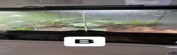 Frog reptiles for sale: Posion Dart frogs and whites tree frog  - Advert 4