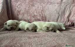 French Bulldog dogs for sale: ⚡️🐾 4 adorable French bulldog puppies 🐾⚡️ - Image 4
