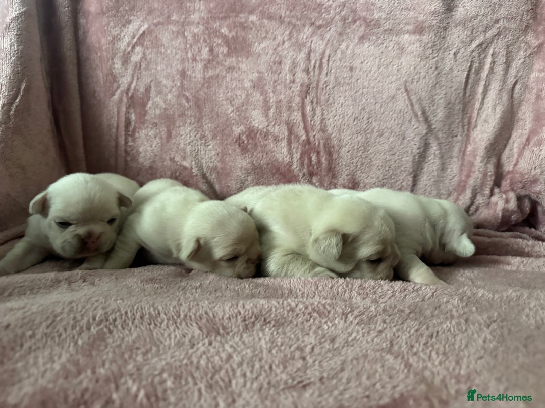 French Bulldog dogs for sale: ⚡️🐾 4 adorable French bulldog puppies 🐾⚡️ - Image 4