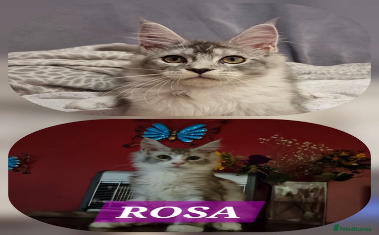 Maine Coon cats - Advert 4
