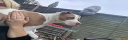 Staffordshire Bull Terrier dogs for sale: Roxy looking for new home in Maidenhead - Advert 6
