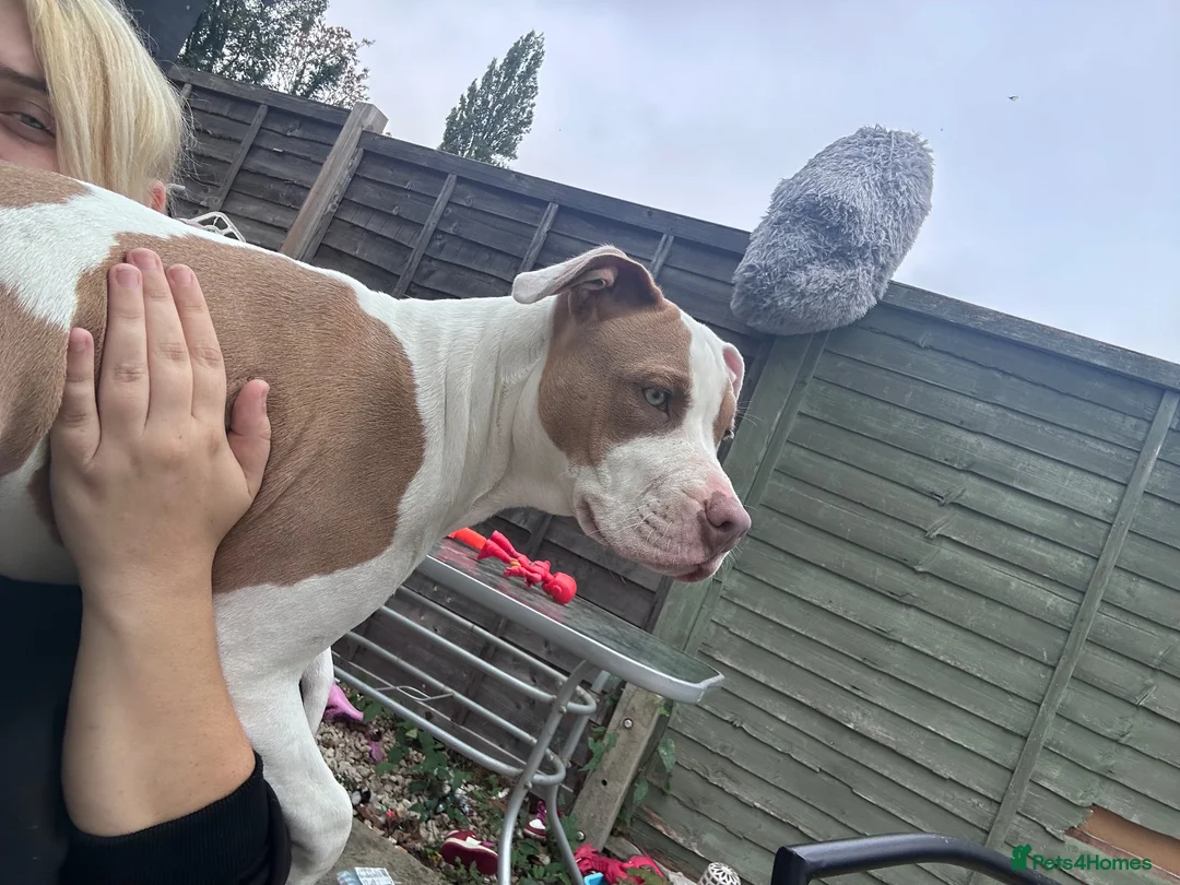 Staffordshire Bull Terrier dogs for sale: Roxy looking for new home in Maidenhead - Advert 6