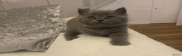 British Shorthair cats for stud: GCCF STUD BRITISH SHORTHAIR BIG MILTON KEYNES  in Milton Keynes - Advert 13