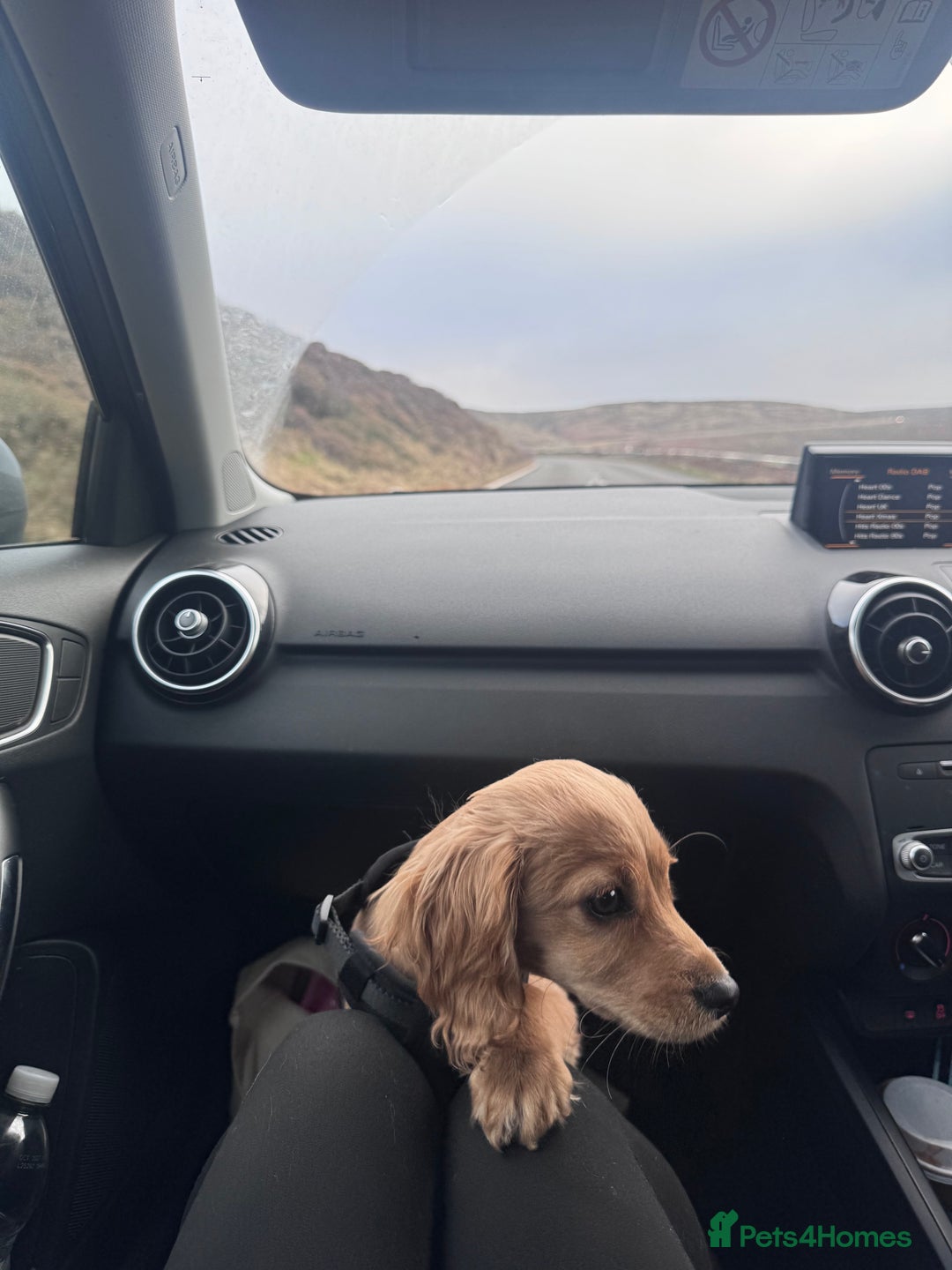 Cockapoo dogs for sale: Cockapoo Puppy Girl - Advert 7