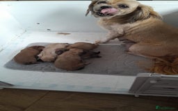 Shih Tzu dogs for sale: Pedigree Imperial Shih tzu puppies - Image 6