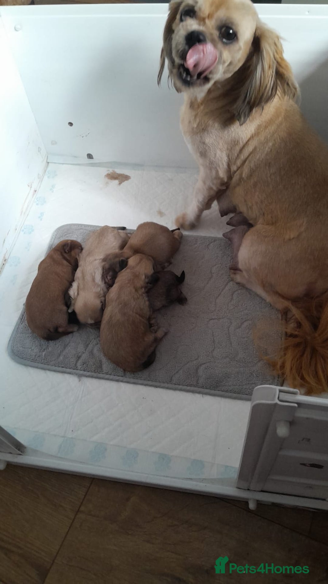 Shih Tzu dogs for sale: Pedigree Imperial Shih tzu puppies - Image 6