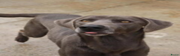 Weimaraner dogs for adoption: Sauron in New Romney - Advert 2