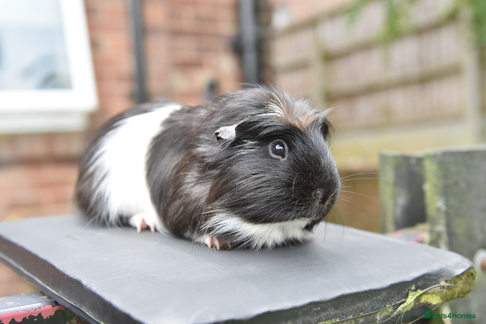 Guinea Pig rodents Guinea Pigs Looking For New Homes - Advert 5