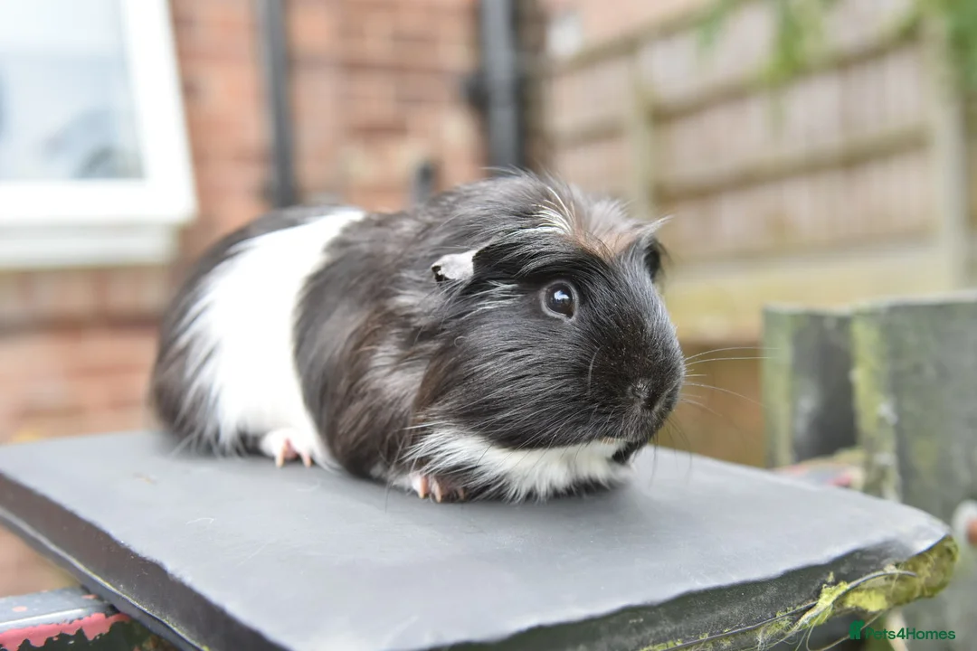 Guinea Pig rodents for sale: Guinea Pigs Looking For New Homes - Advert 1