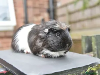 Guinea Pig rodents Guinea Pigs Looking For New Homes - Advert 6
