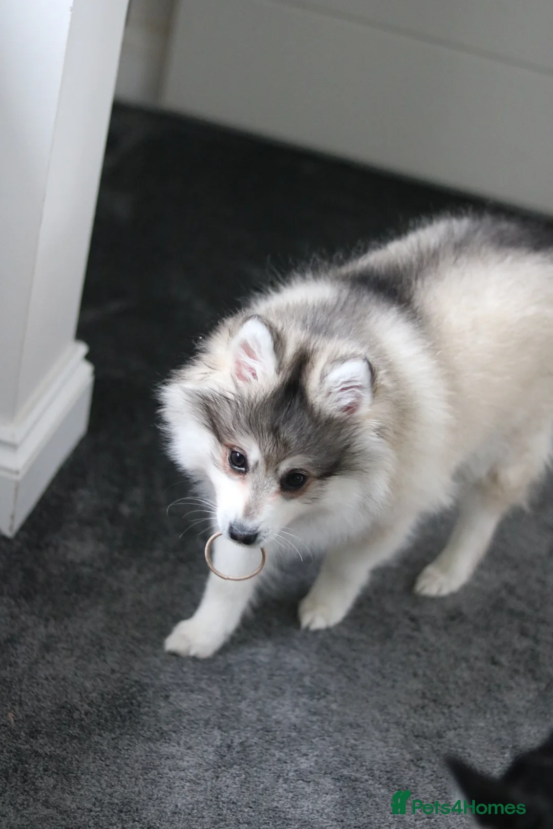 Siberian Husky dogs for sale: ALASKAN KLEE KAI MALE - Advert 1