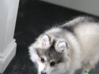 Siberian Husky dogs ALASKAN KLEE KAI MALE - Advert 5