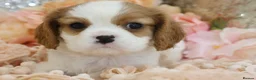 Cavalier King Charles Spaniel dogs for sale: HEALTH TESTED KC Cavalier King Charles Spaniels - Advert 15