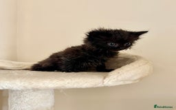 Domestic Shorthair cats for sale: Gorgeous Fluffy Kittens, ready now! - Image 8